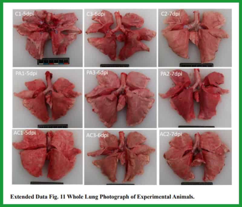 Wuhan Lab Investigation