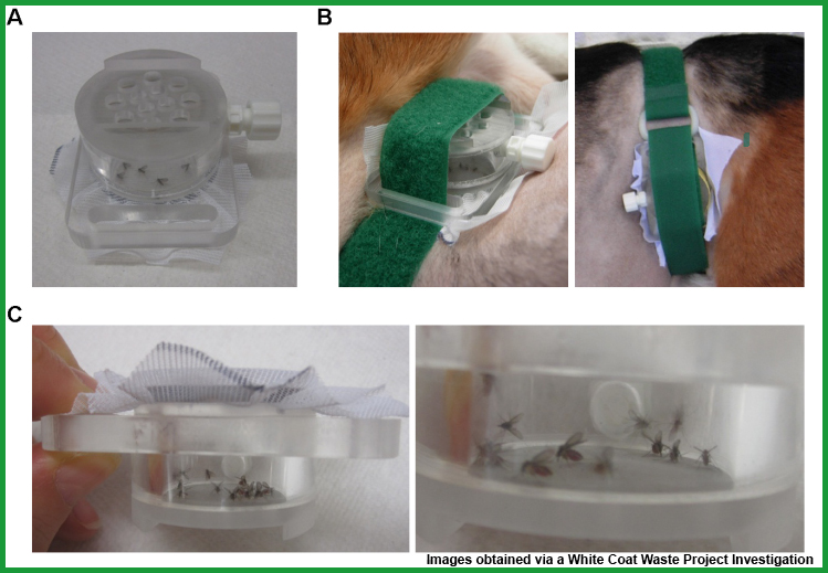 BeagleGate Wasteful Dog Tests