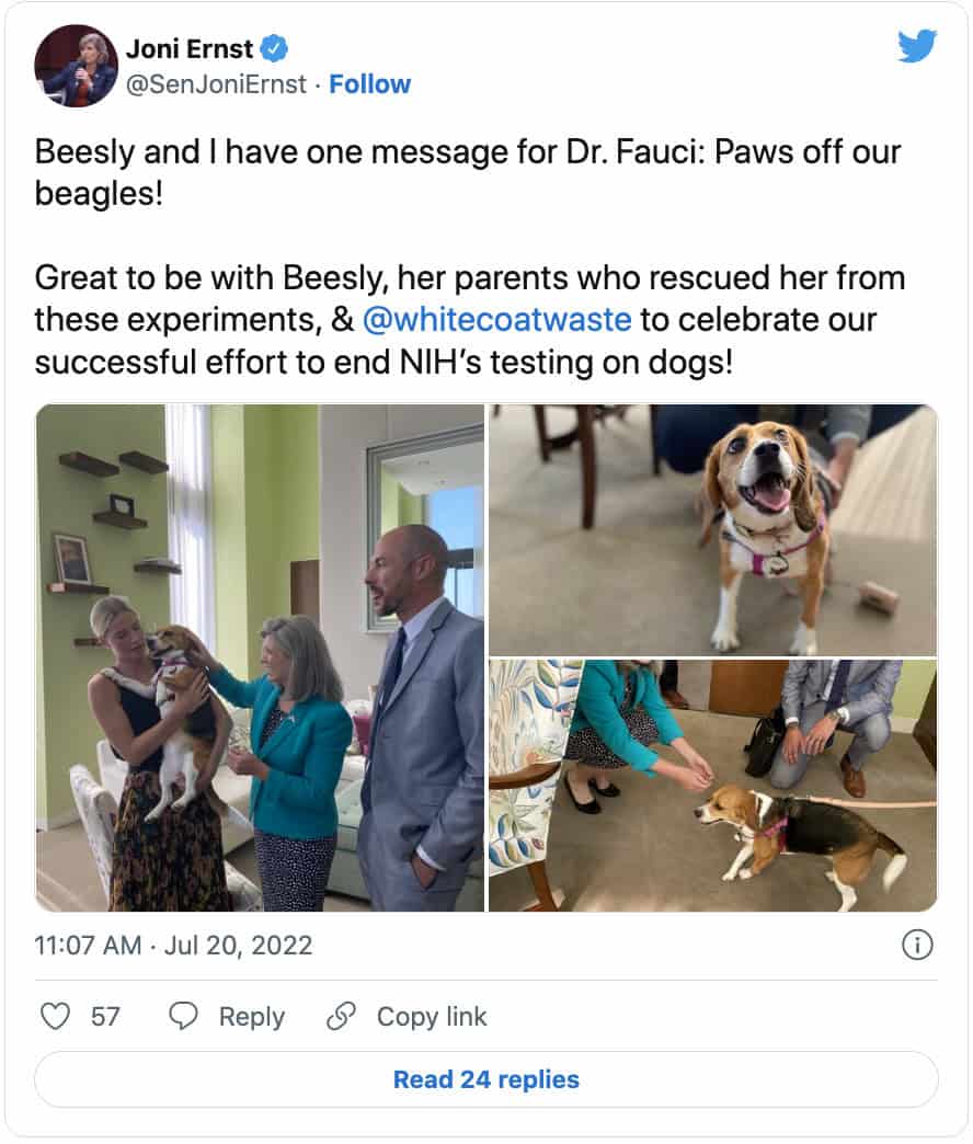 Beesly Hound On the Hill