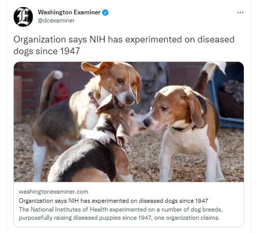 Bleeding Beagle