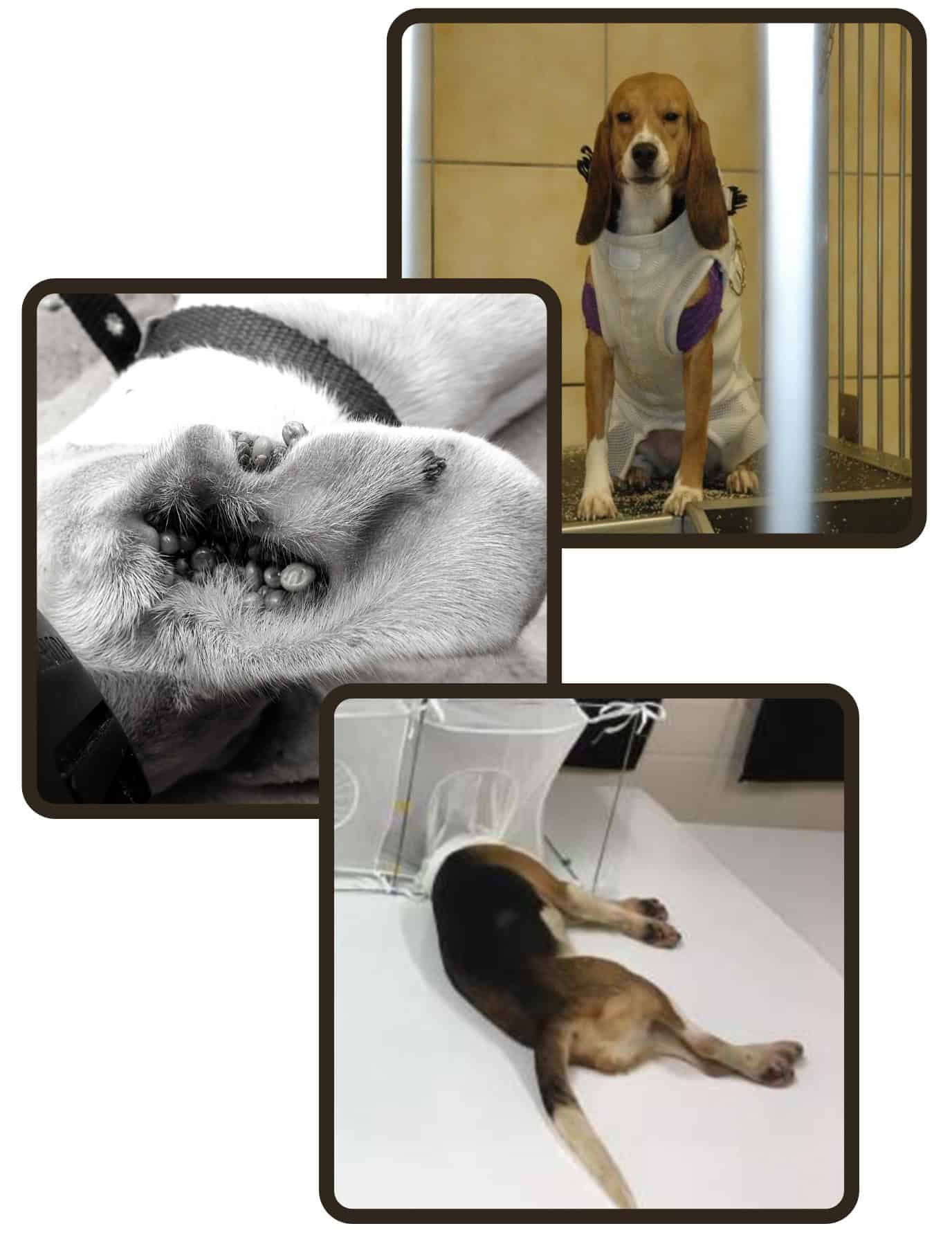 Beaglegate Factcheck Citing #BeagleGate, Rep. Mace Leads Bipartisan Demand for NIH Dog ...