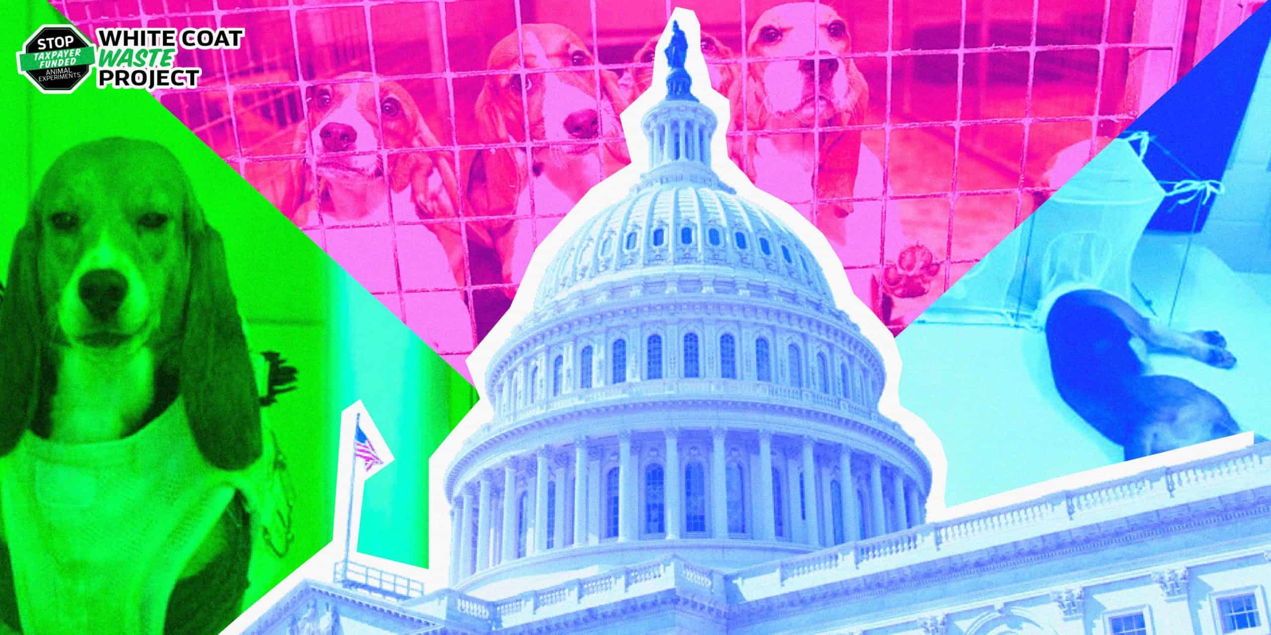 Beaglegate Factcheck Citing #BeagleGate, Rep. Mace Leads Bipartisan Demand for NIH Dog ...