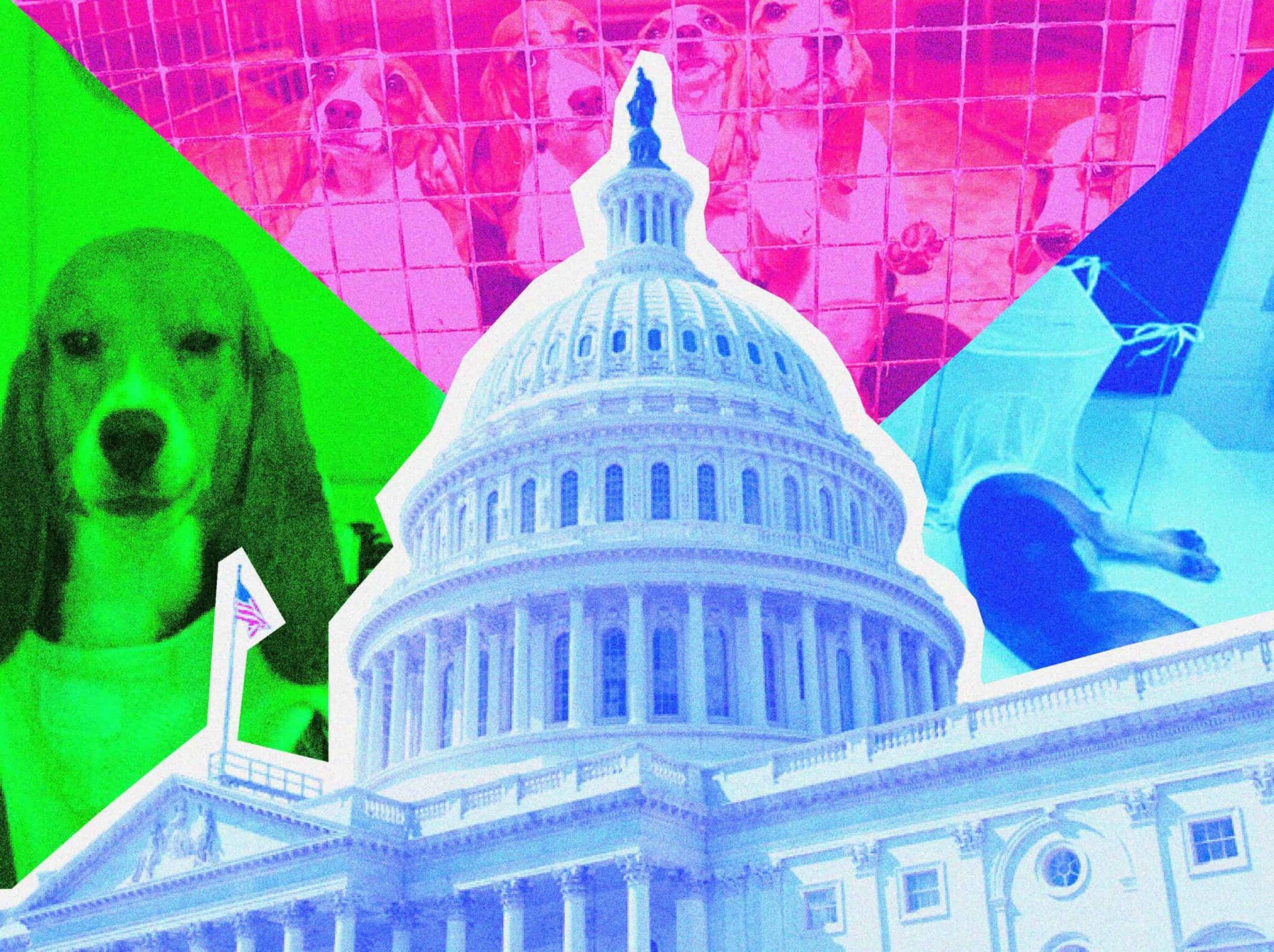 Beaglegate Factcheck Citing #BeagleGate, Rep. Mace Leads Bipartisan Demand for NIH Dog ...