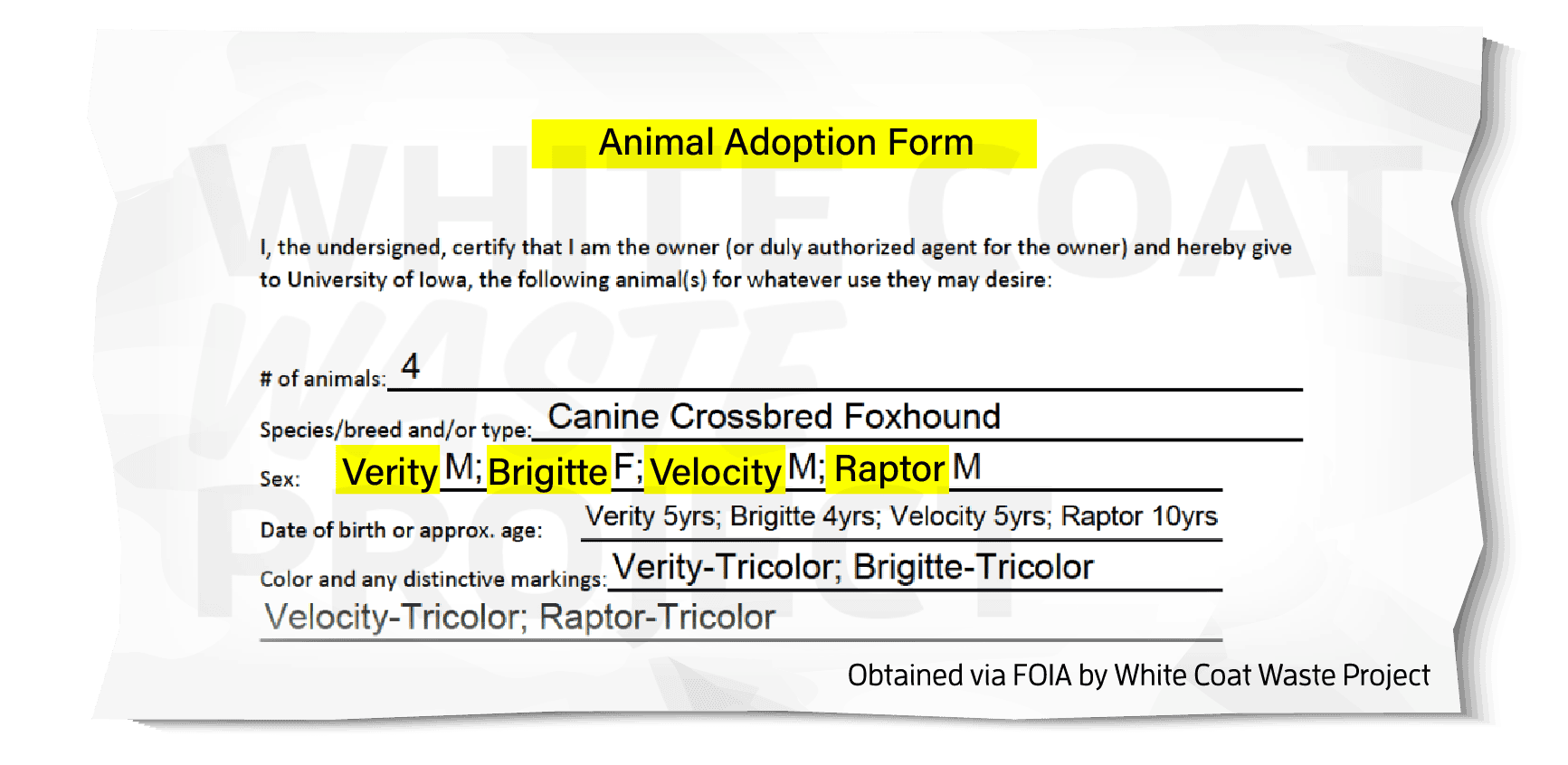 NIAID Torturing abandoned pets