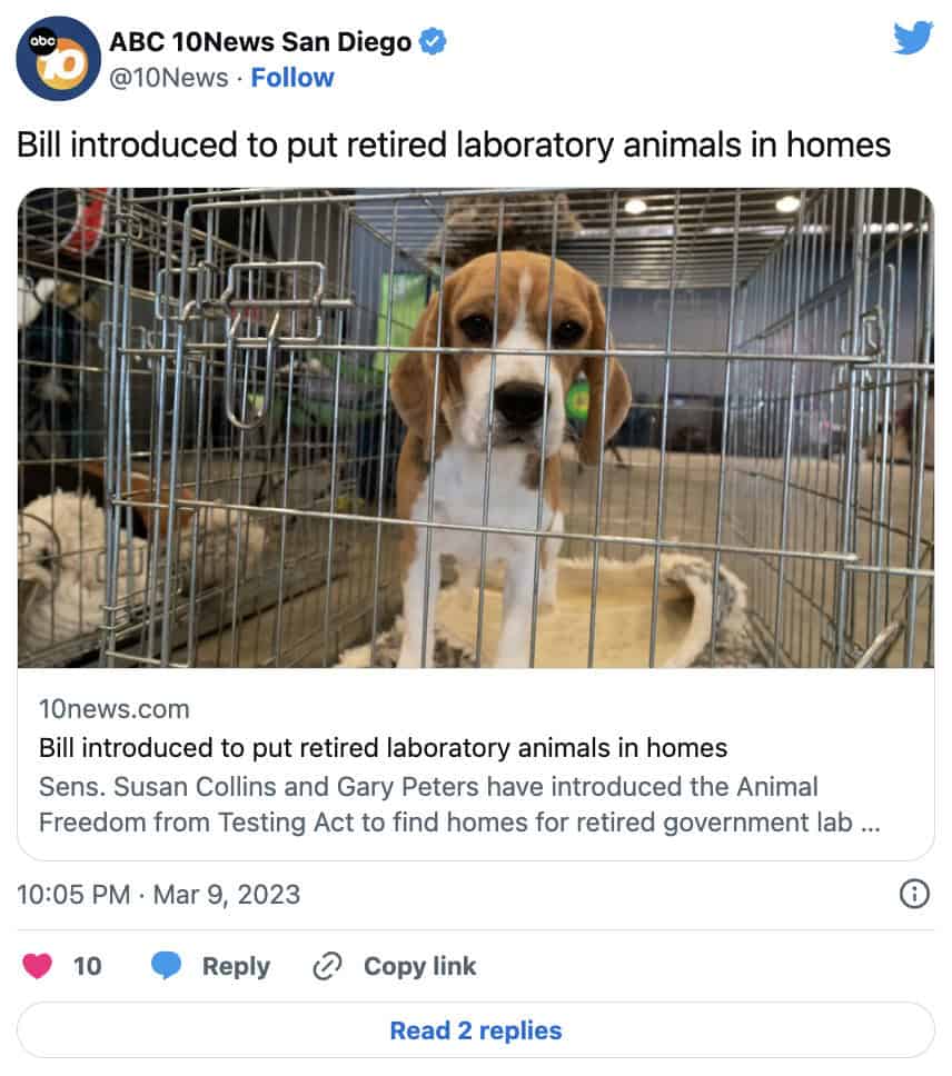 Violet's Law Goes Viral