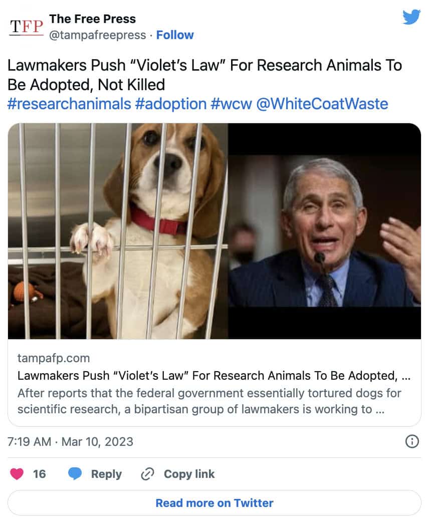 Violet's Law Goes Viral