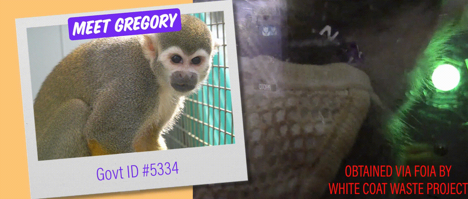 WCW Primate Lab Victory