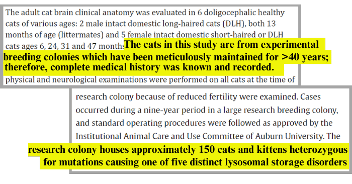 Auburn University Kitten Torture