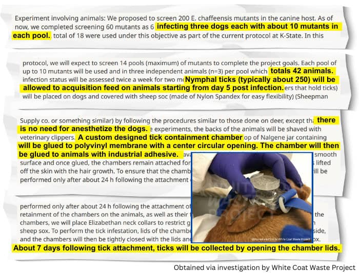 NIH Max Pain Tick Experiments