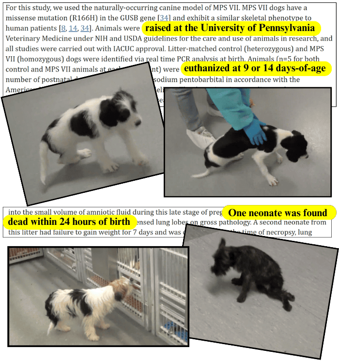 University Pennsylvania Dog Lab