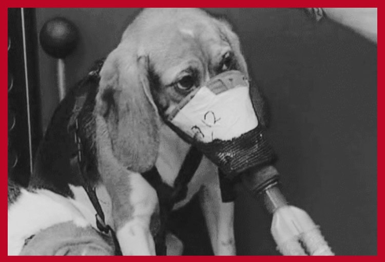 DOD Cruel Beagle Testing