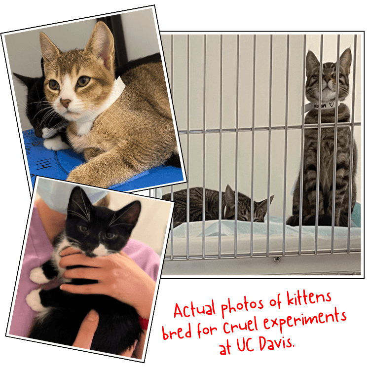 UC Davis Cat Lab Victory