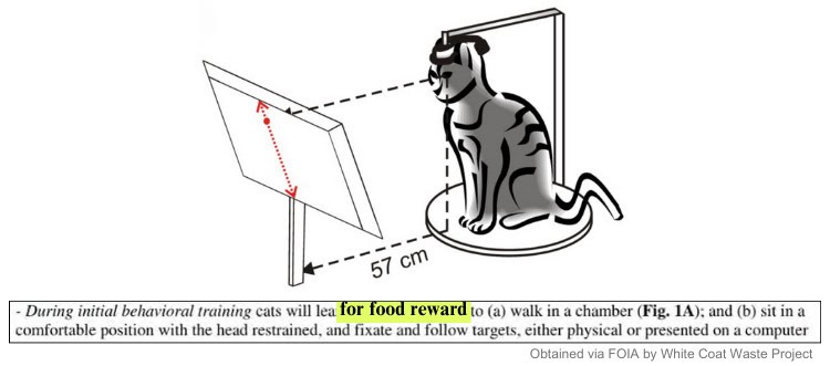 GA Tech Cat Torture