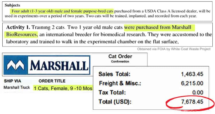 GA Tech Cat Torture