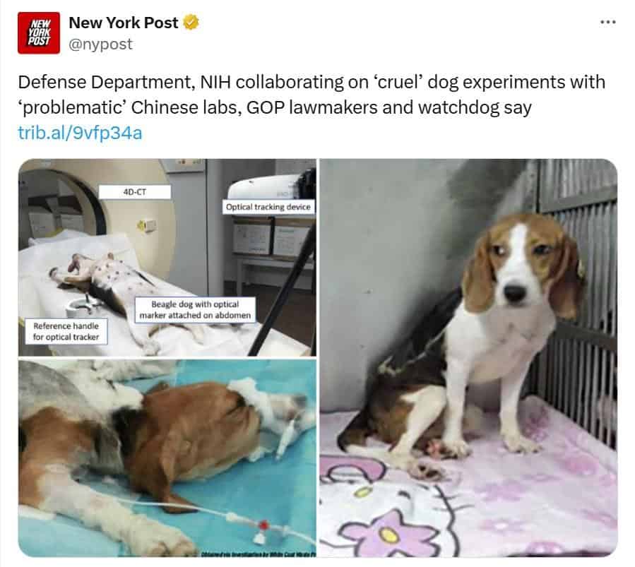DOD Cancels Beagle Tests