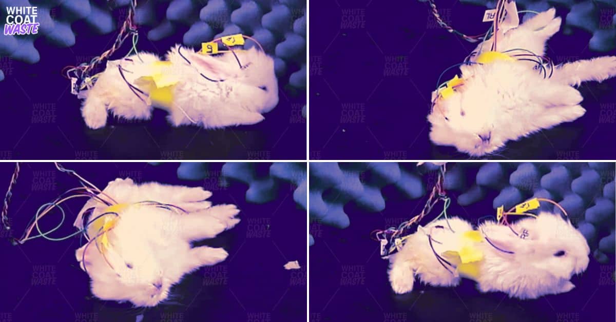 Special Operations Rabbit WCW Investigation: NIH-Funded Lab Forces Rabbits to Suffer Deadly ...