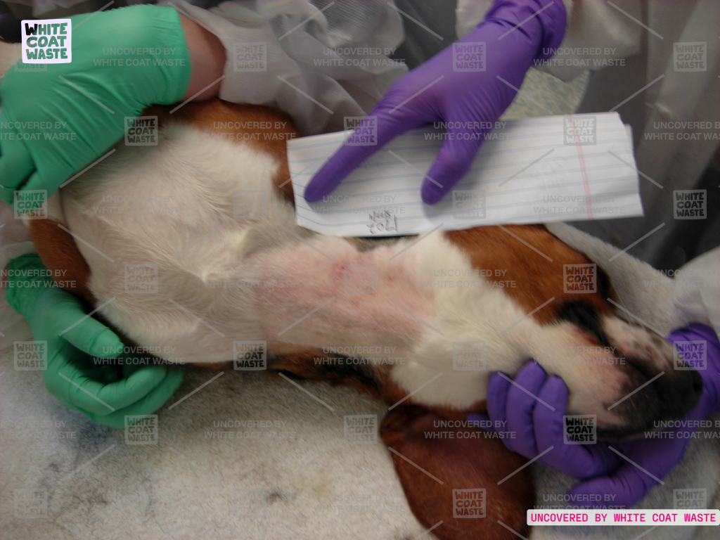Image of a beagle puppy lying on its back with shaved, irritated skin on its torso being held by researchers in gloved hands.