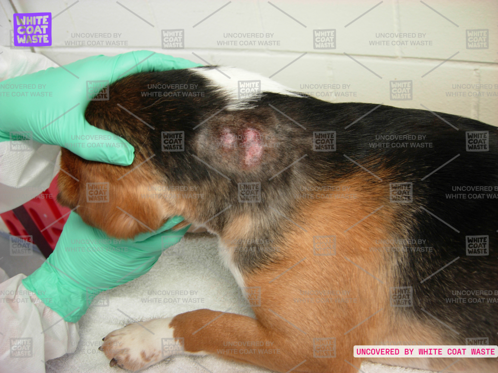 Image of a beagle with a shaved patch on its upper back showing severe skin lesions, held by lab workers wearing green medical gloves.