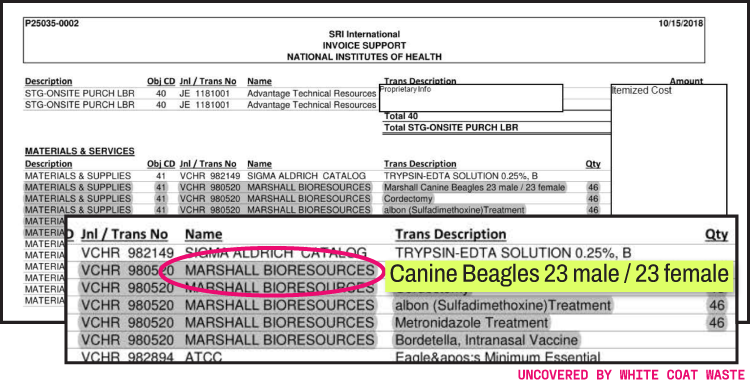 Image of an NIH invoice document listing the purchase of 46 canine beagles (23 male, 23 female) from Marshall BioResources.