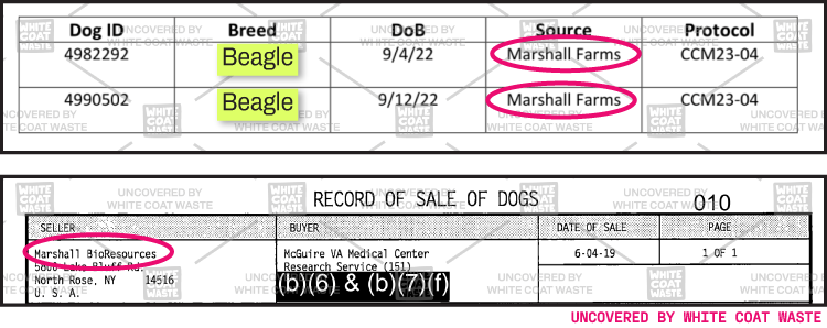 Documentation showing beagle identification logs from Marshall Farms and a record of sale from Marshall BioResources to McGuire VA Medical Center.