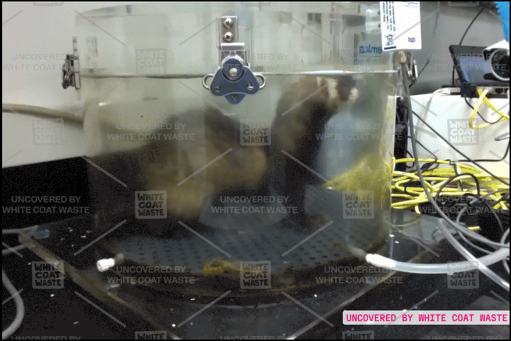 A ferret enclosed inside a clear, cylindrical plastic chamber connected to laboratory testing equipment.
