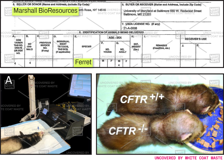 Document showing a ferret purchase from Marshall BioResources alongside photos of ferrets in laboratory experimentation setups.