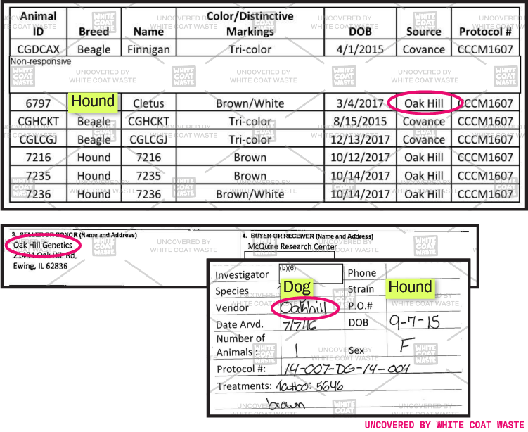 Image of animal records and vendor forms listing Oak Hill Genetics as the source for hound-type dogs, including individual animal IDs and transfer details to McGuire Research Center.