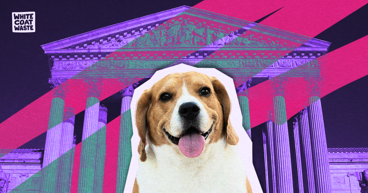 New Federal Bills Target Pet Experimentation and Promote Lab Animal ...