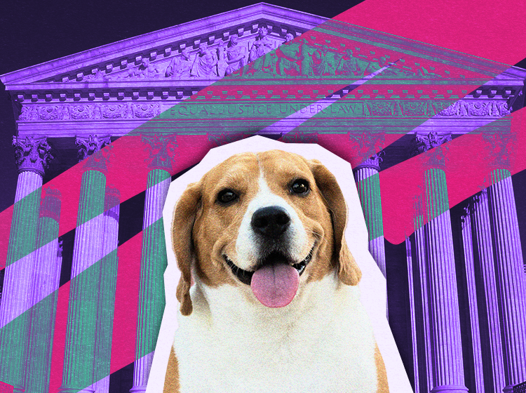 New Federal Bills Target Pet Experimentation and Promote Lab Animal ...