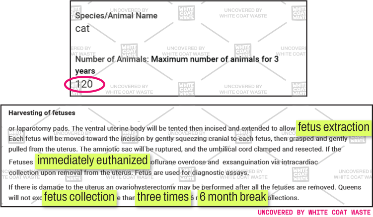 Public records document outlining cat research guidelines, highlighting 120 total cats, surgical fetus extraction, immediate euthanasia protocols, and a limit of 3 fetus collection procedures per female cat.