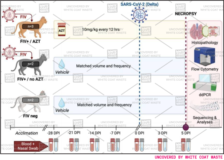 Experimental design diagram from animal study showing cat testing groups for FIV, AZT drug treatment, and SARS-CoV-2 Delta variant infection ending in necropsy analysis.