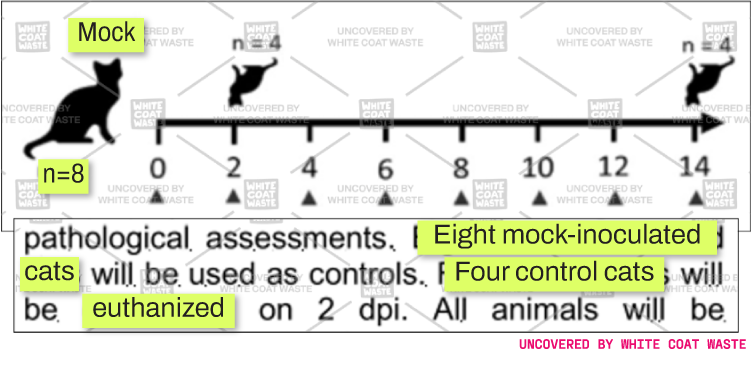 Research diagram and document excerpt showing an experimental timeline and euthanasia schedule for control group cats.