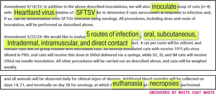 Research protocol document uncovered by White Coat Waste highlighting amendments to infect cats with Heartland virus via five different exposure routes, culminating in terminal euthanasia and necropsies at 28 days.