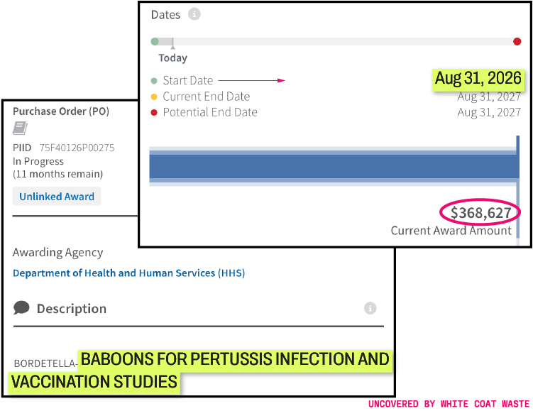 A screenshot of a federal purchase order awarded by HHS for $368,627 starting August 31, 2026, with the description highlighted as "BABOONS FOR PERTUSSIS INFECTION AND VACCINATION STUDIES."