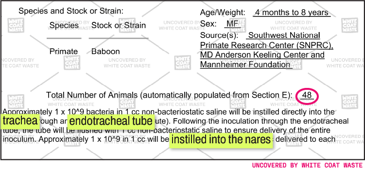 A document excerpt detailing a research study involving 48 baboons, highlighting the procedure of instilling bacteria directly into the trachea via an endotracheal tube and into the nares.