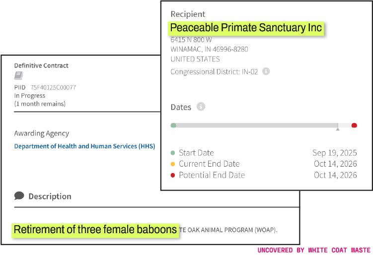 Image of a USASpending.gov contract awarded by HHS to Peaceable Primate Sanctuary Inc for the "Retirement of three female baboons" with dates running from September 19, 2025 to October 14, 2026.