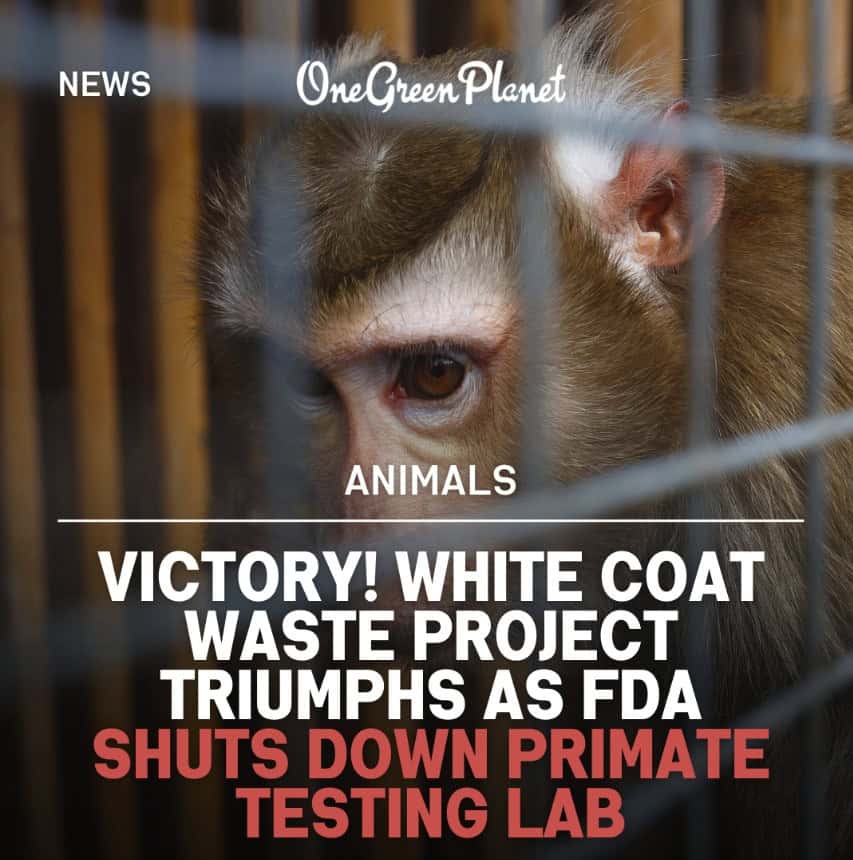 A graphic featuring a close-up image of a monkey behind wire bars with the text "ANIMALS" above a headline reading "VICTORY! WHITE COAT WASTE PROJECT TRIUMPHS AS FDA SHUTS DOWN PRIMATE TESTING LAB."