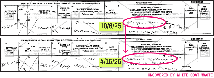 Animal acquisition records comparing beagle transfers from Ridglan Farms on October 6, 2025, and Marshall BioResources on April 16, 2026.