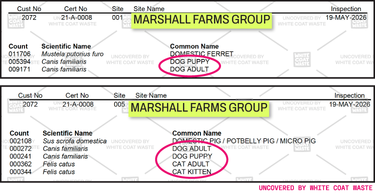 Inspection records for Marshall Farms Group highlighting animal counts, including domestic ferrets, puppies, adult dogs, pigs, cats, and kittens.